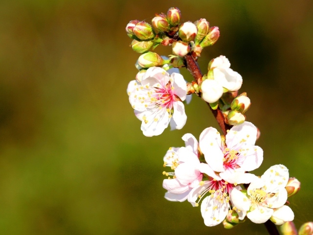 Весенние нежные цветы