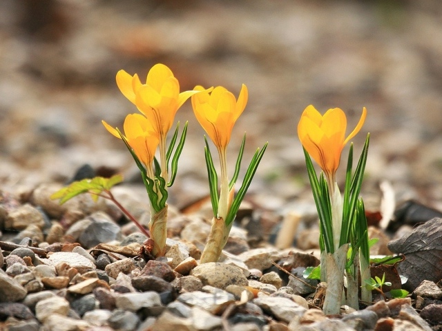 Желтые крокусы расцвели