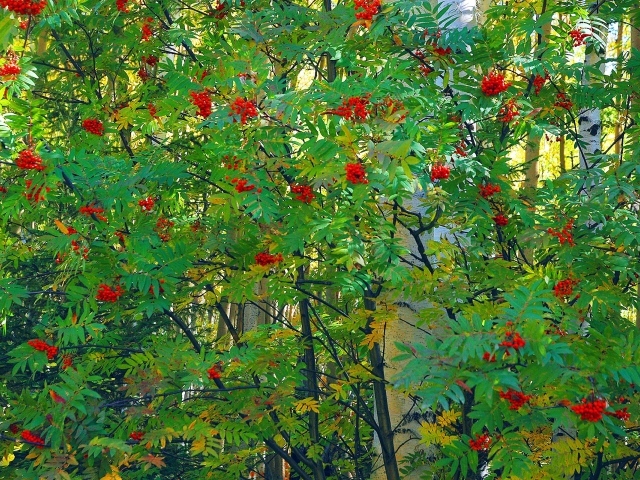 Большой куст рябины