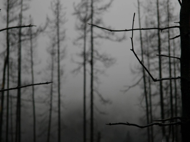 Ветки деревьев зимой