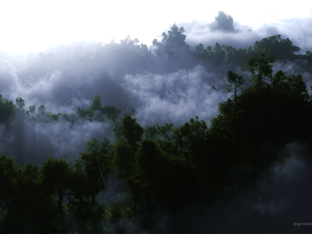 Туман среди деревьев