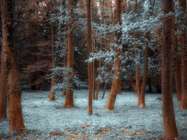 Лес покрытый инеем