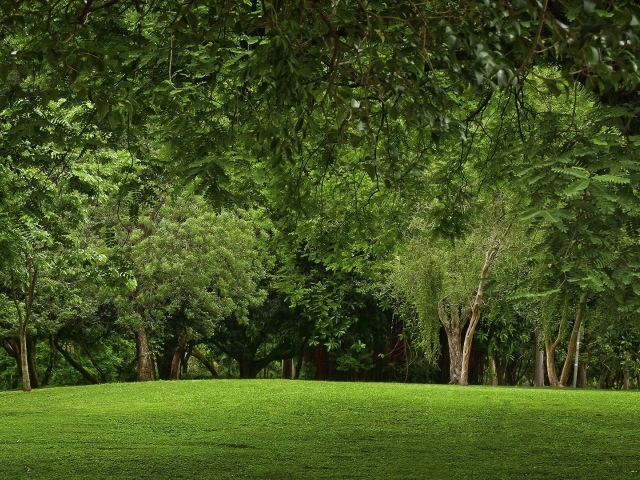 Зеленая природа парка