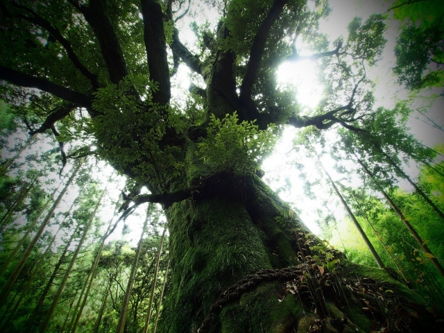 Старое дерево с мохом