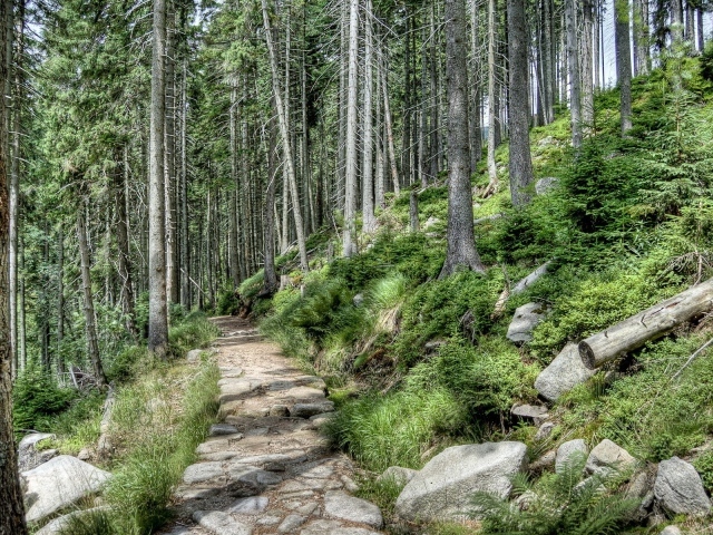 Каменная дорога в лесу