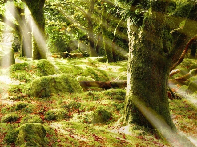 Солнечные лучи в лесу