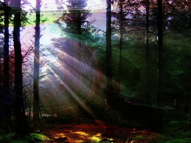 Лес в солнечной паутине