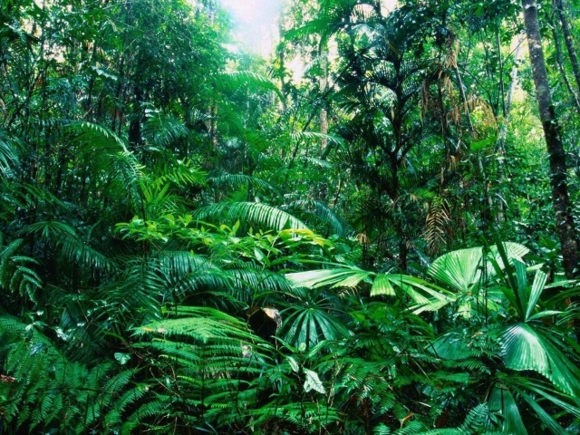 Тропический лес Австралии