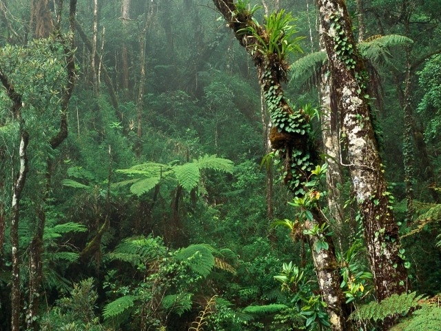 Зеленый Тропический лес
