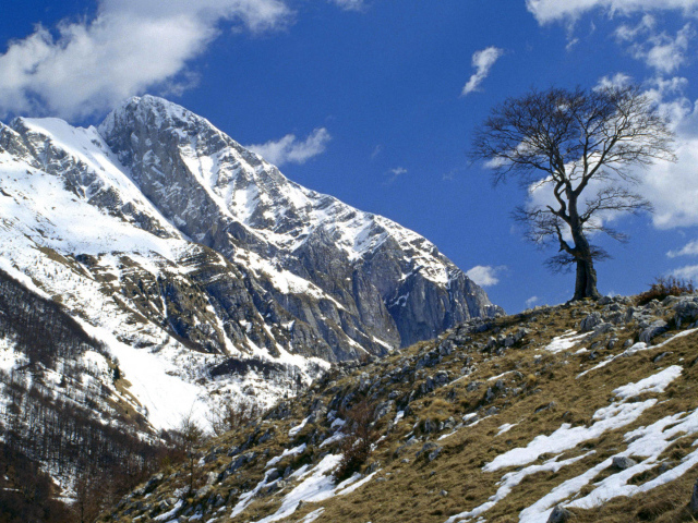 Одинокое дерево на горе