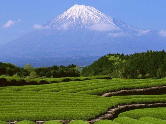 Гора Фуджи и чайные плантации