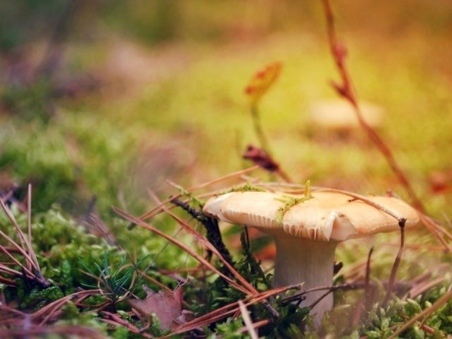 Гриб белая сыроежка 