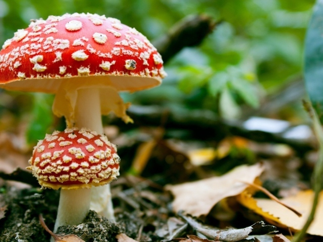 Семейка мухоморов