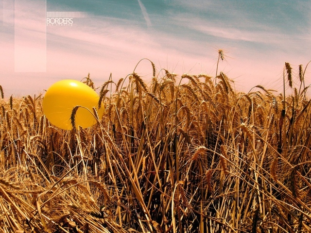 Шарик на пшенице