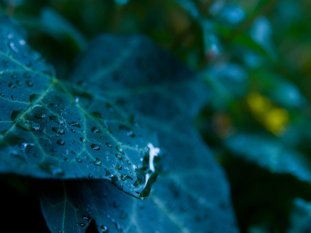 Сине зеленый лист с каплями 