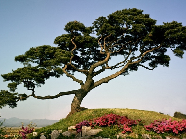 Японская сосна на горе