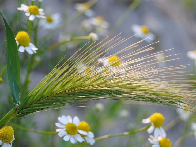 Колос среди ромашек