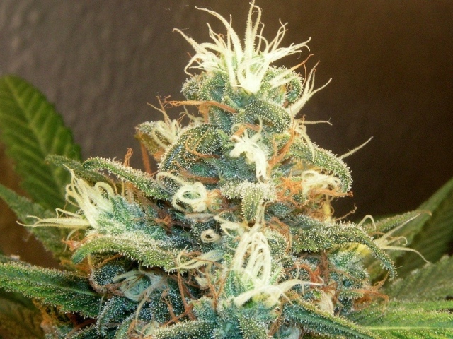 Марихуана почки растений 