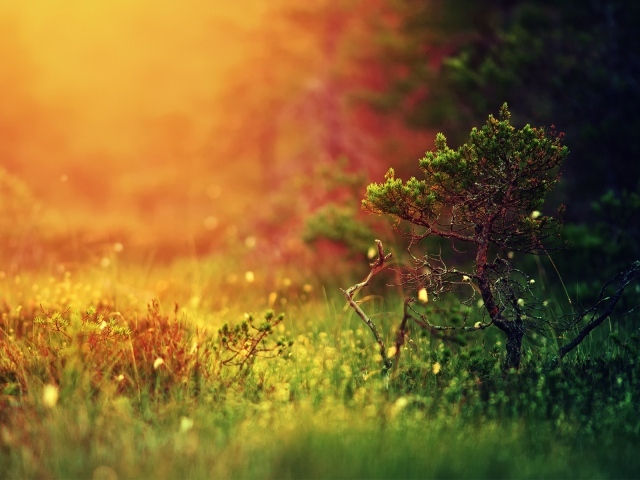 Молодой можжевельник