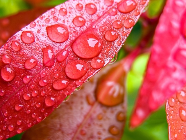 Капли росы на красных листьях