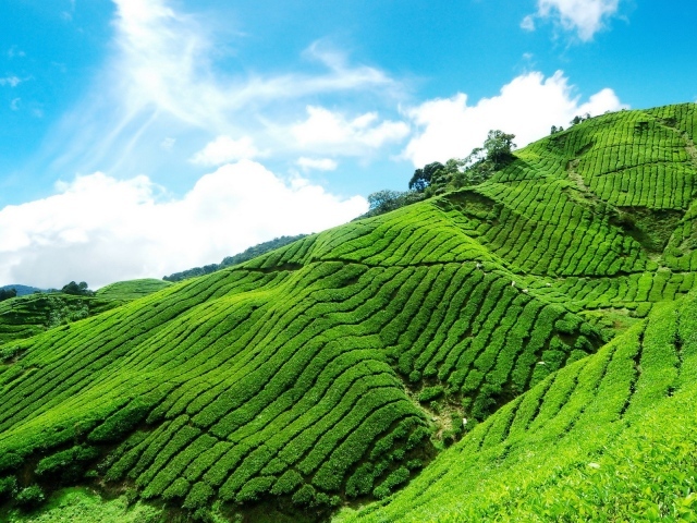 Плантация чая в горах