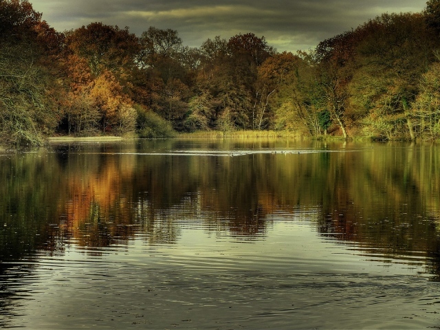 Утки на озере