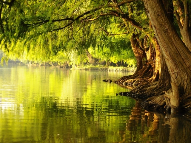 Цветущие деревья у воды