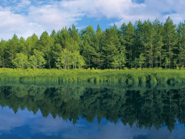 Зелень у реки