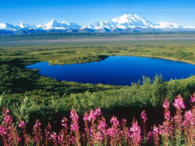 У озера цветет иван чай