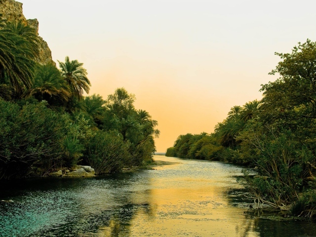 Река и пальмы
