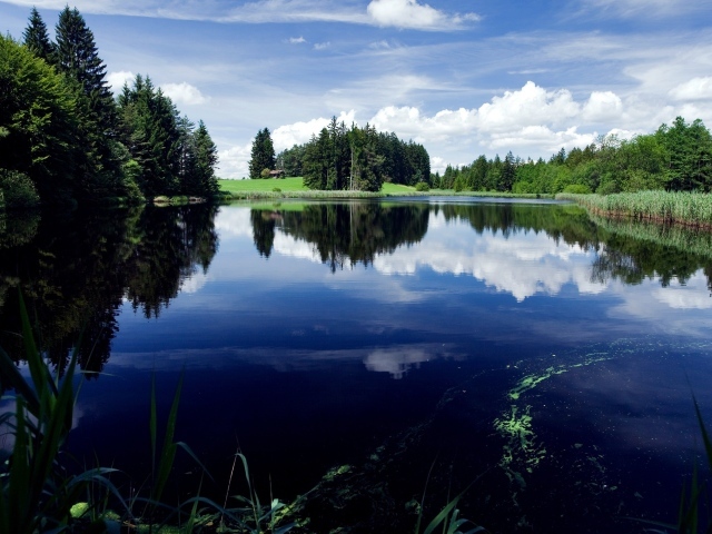 Зеленый лес у озера