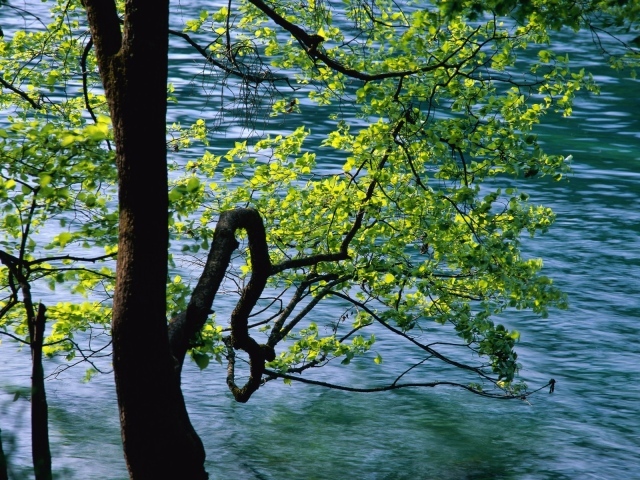 Дерево над рекой в Китае