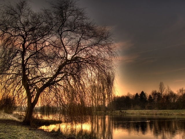 Голое дерево у озера