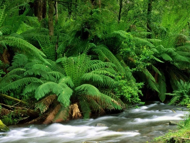 Река в тропиках