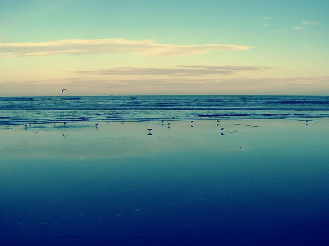 Птицы на мелководье