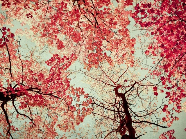 Осенние краски на небе