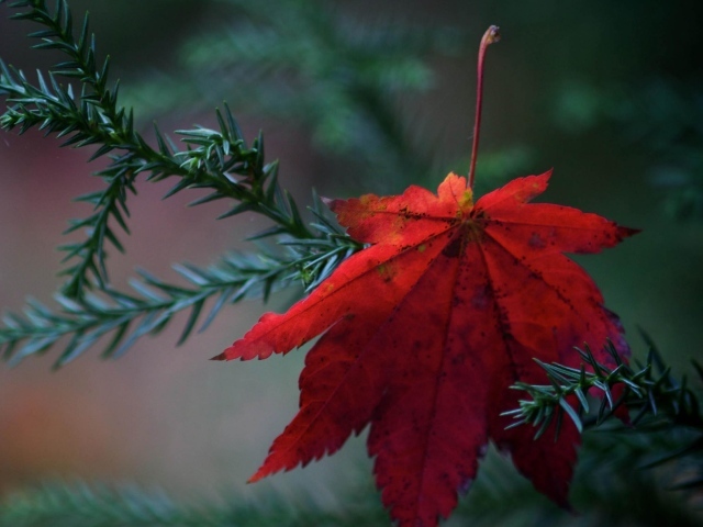 Красный листок на елке