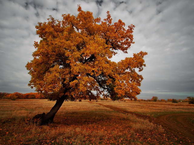 Дерево в темноте осени