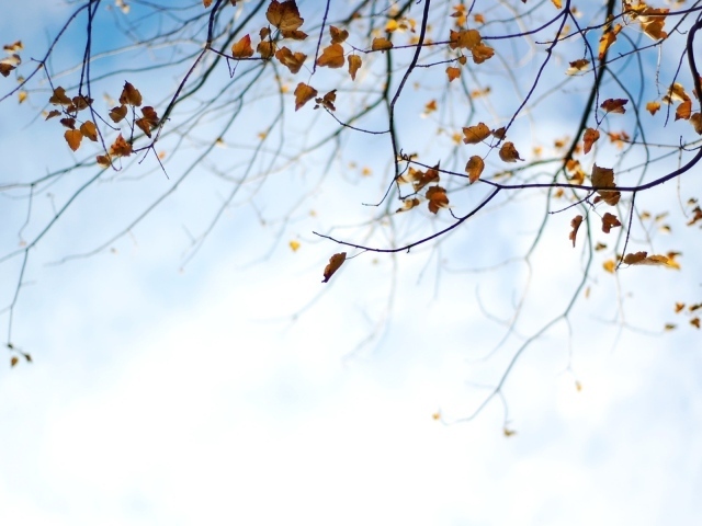 Фоновый рисунок осень