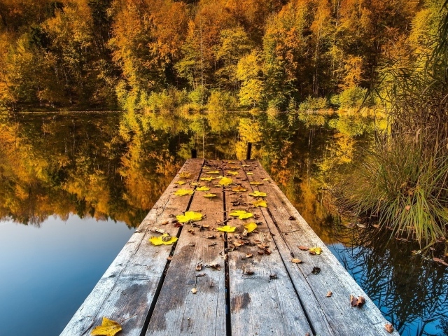 Желтые листья на мостике