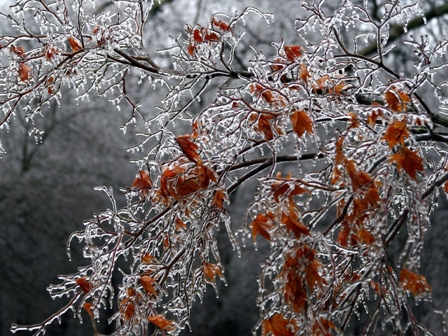 Дерево покрытое льдом