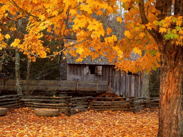 Клен у старой мельницы