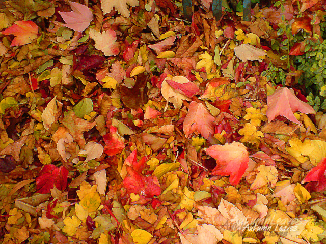 Картина из осенних листьев