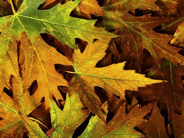 Желтые и зеленые листья осени