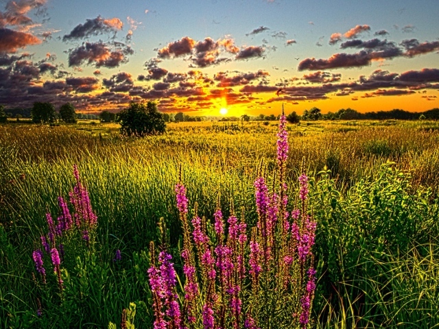 Синие цветы на золотом закате