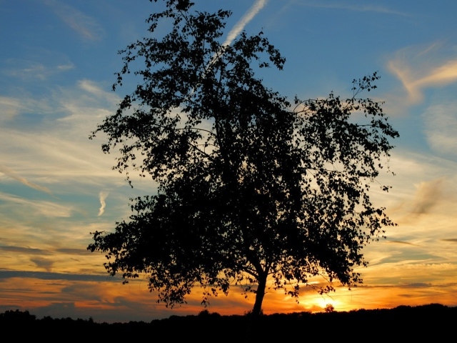 Одинокое дерево на закате