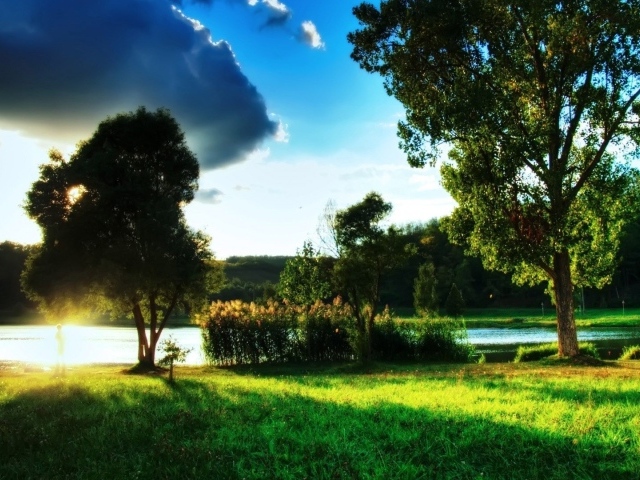 Закат за деревом