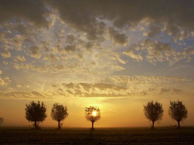 Закат за деревьями