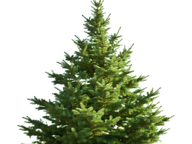 Новогодняя елка без украшений