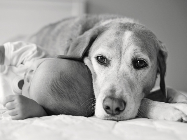 Собака спит с ребенком